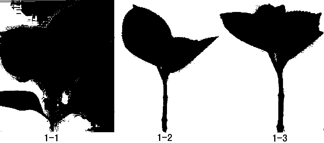 Method for improving cutting seedling quality of pincushion