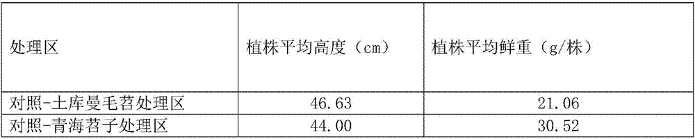 Rhizobium capable of promoting hairy vetch growth and application thereof