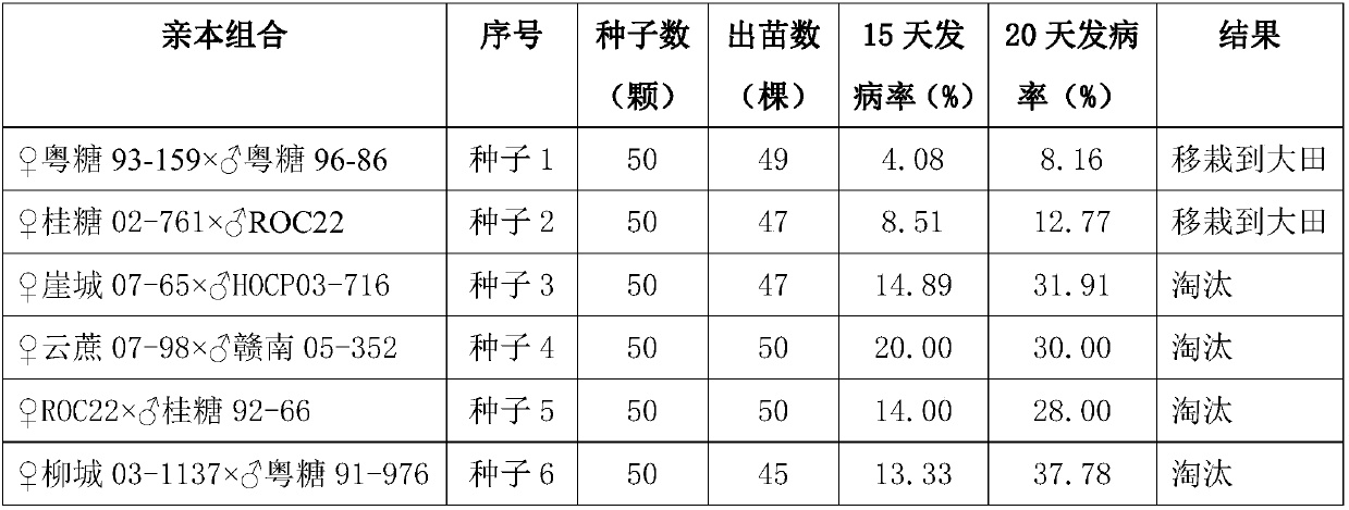 Breeding method of hybridization strain of top-rot-resisting sugarcanes