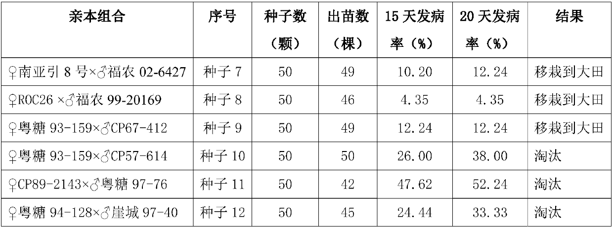 Breeding method of hybridization strain of top-rot-resisting sugarcanes