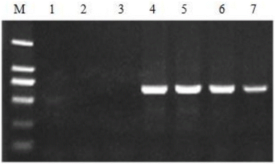 Method for preparing tobacco-leaf-tissue PCR template