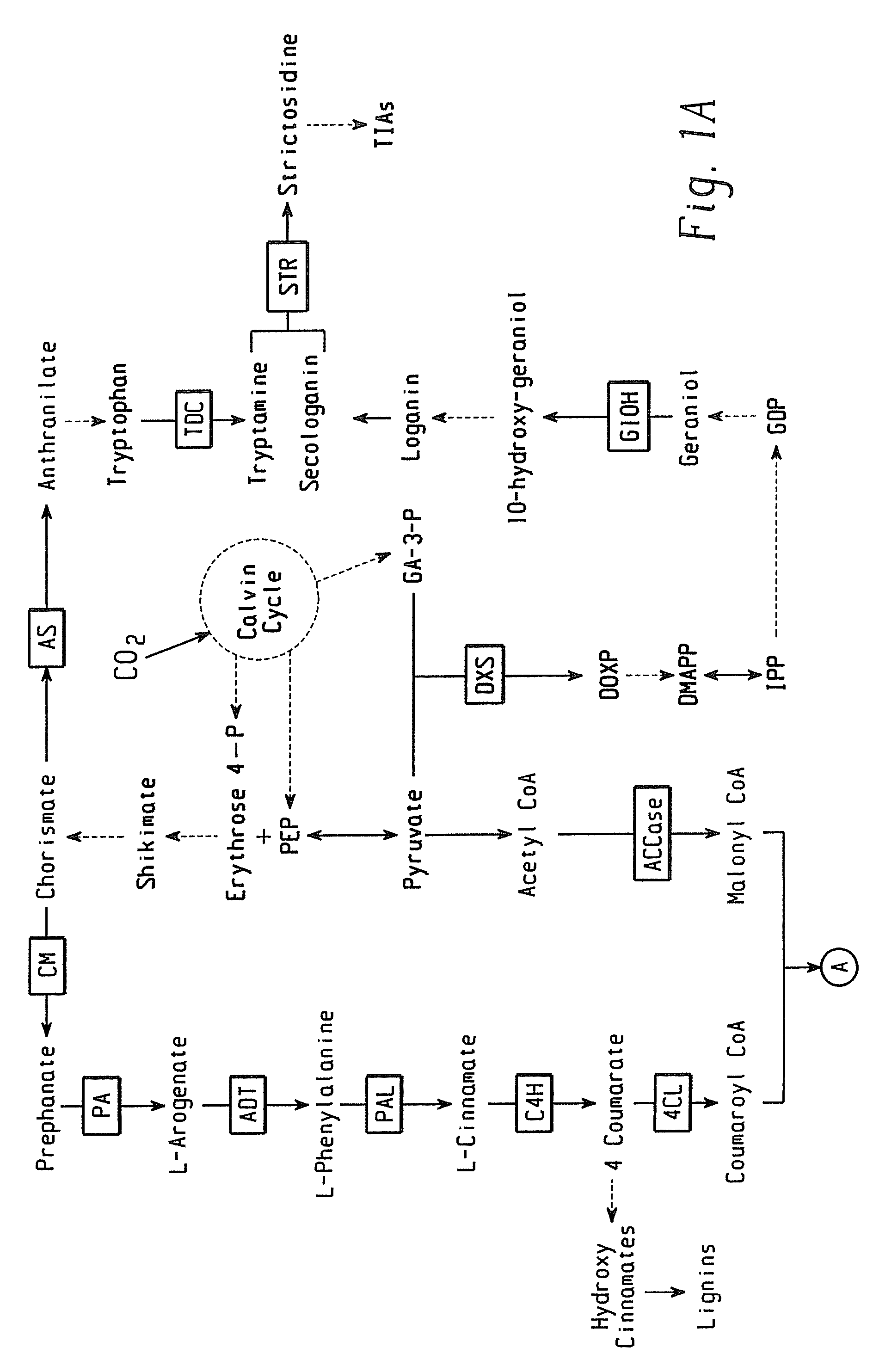 Transgenic plants with altered levels of phenolic compounds