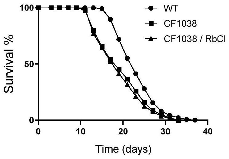 Application of rubidium salt and rubidium salt solution in preparation of life-prolonging and/or anti-aging products