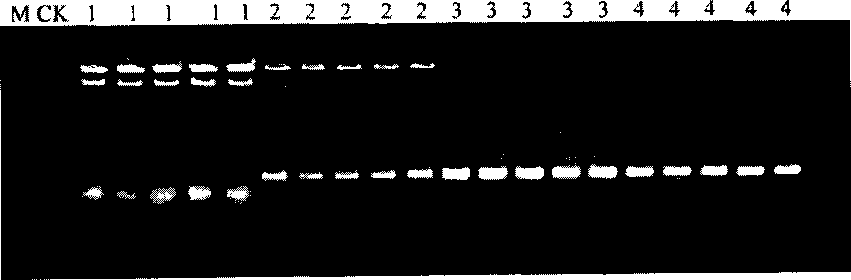 Quick-speed PCR quantitative determination method of sulfate-reducing bacteria direct dilution by multiple proportions