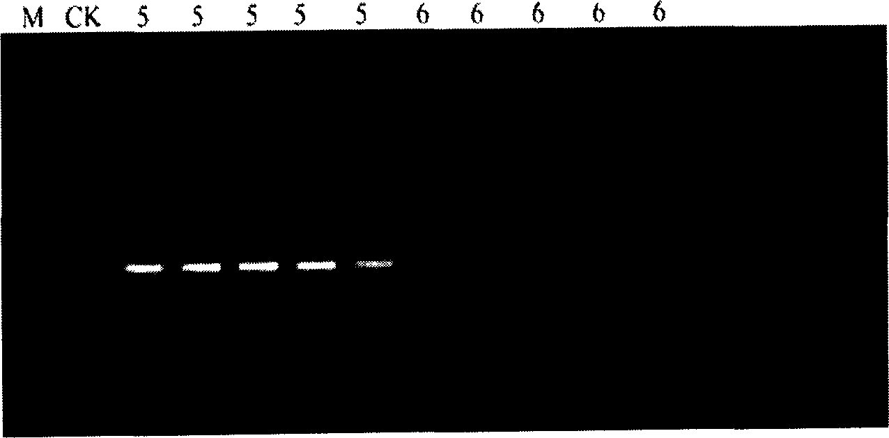 Quick-speed PCR quantitative determination method of sulfate-reducing bacteria direct dilution by multiple proportions