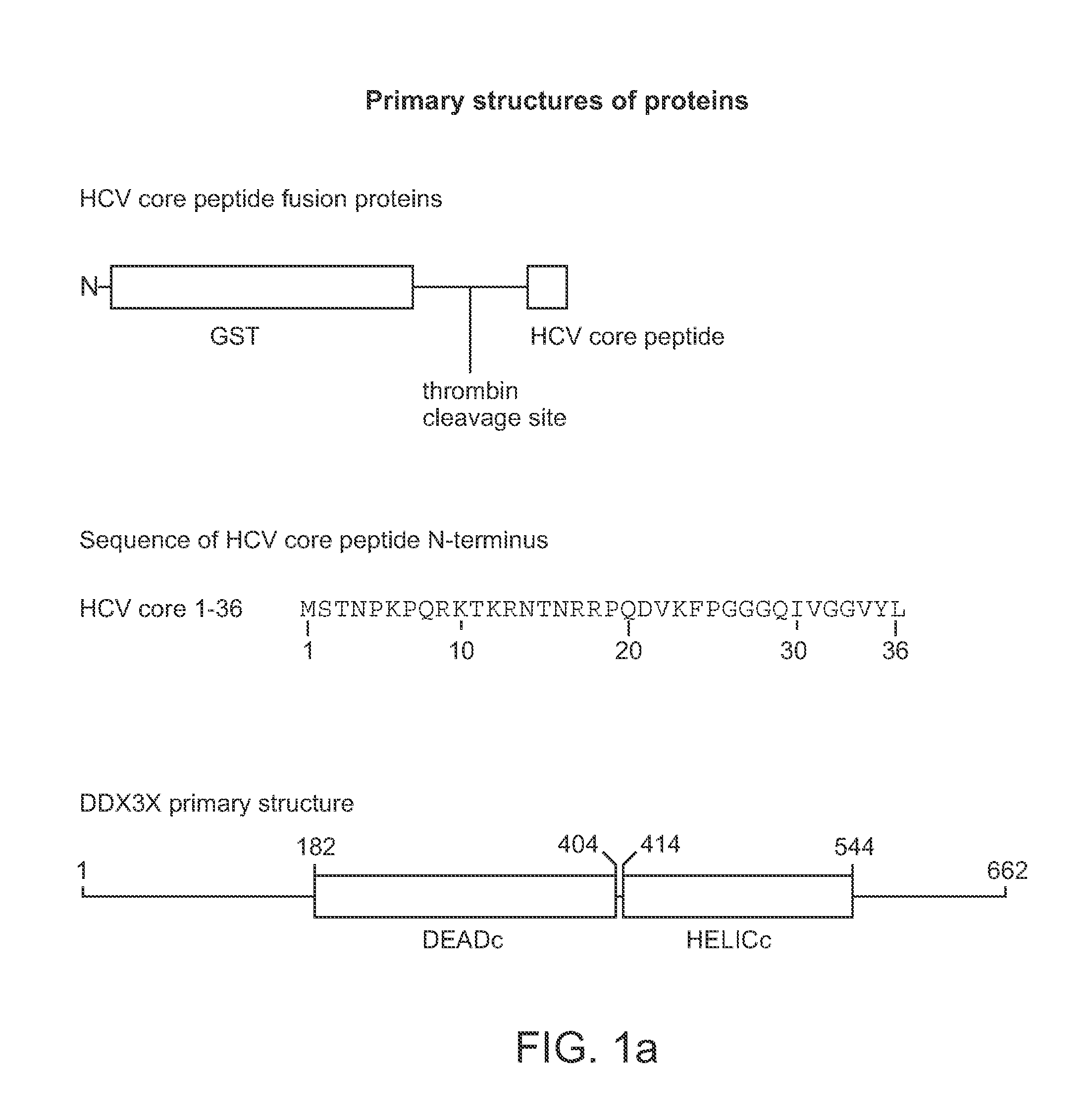 Methods and Compositions for Inhibiting Hepatitis C Virus Replication