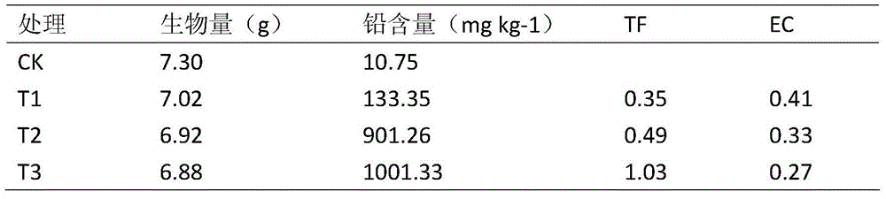 Application of florists cineraria in repairing lead polluted soil