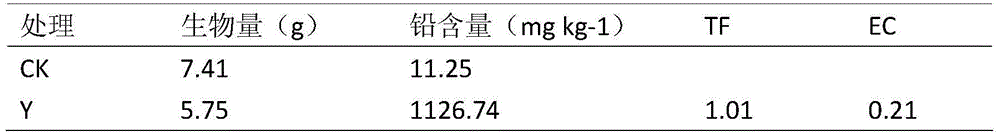 Application of florists cineraria in repairing lead polluted soil