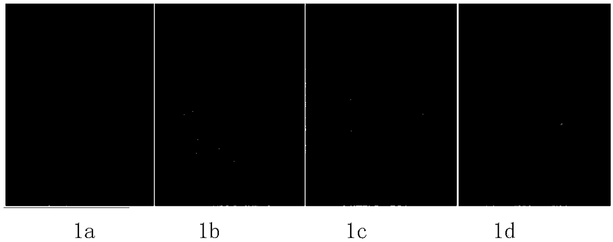 Composite material for displaying latent fingerprint and preparation method thereof