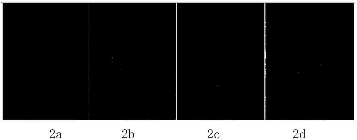 Composite material for displaying latent fingerprint and preparation method thereof