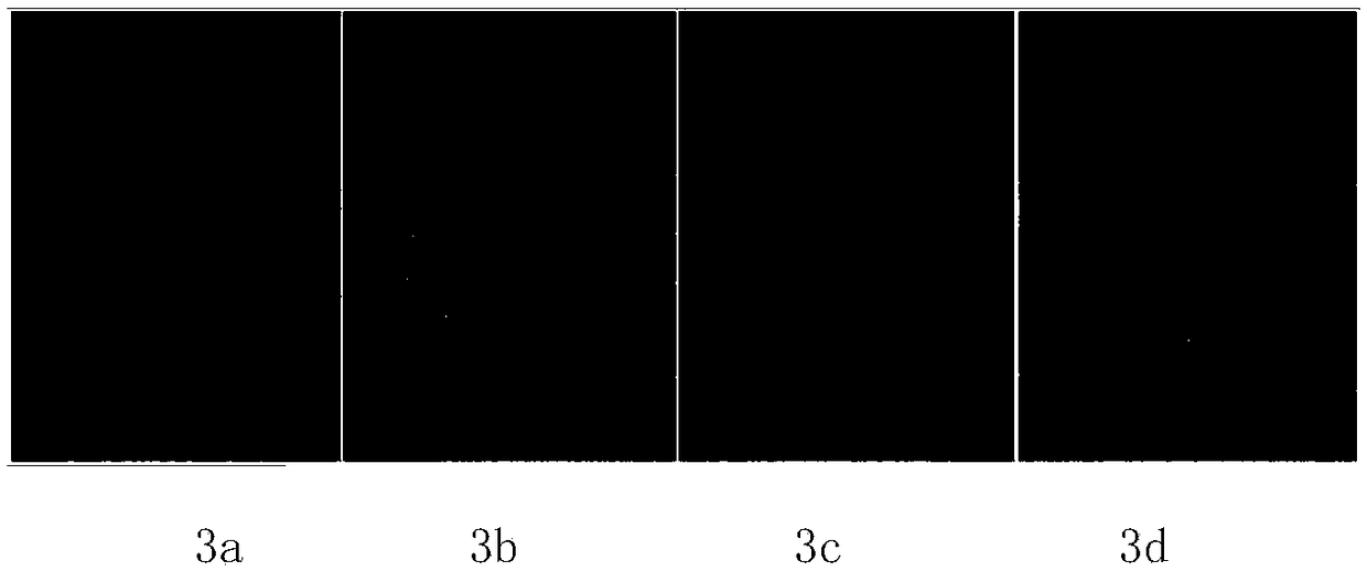 Composite material for displaying latent fingerprint and preparation method thereof