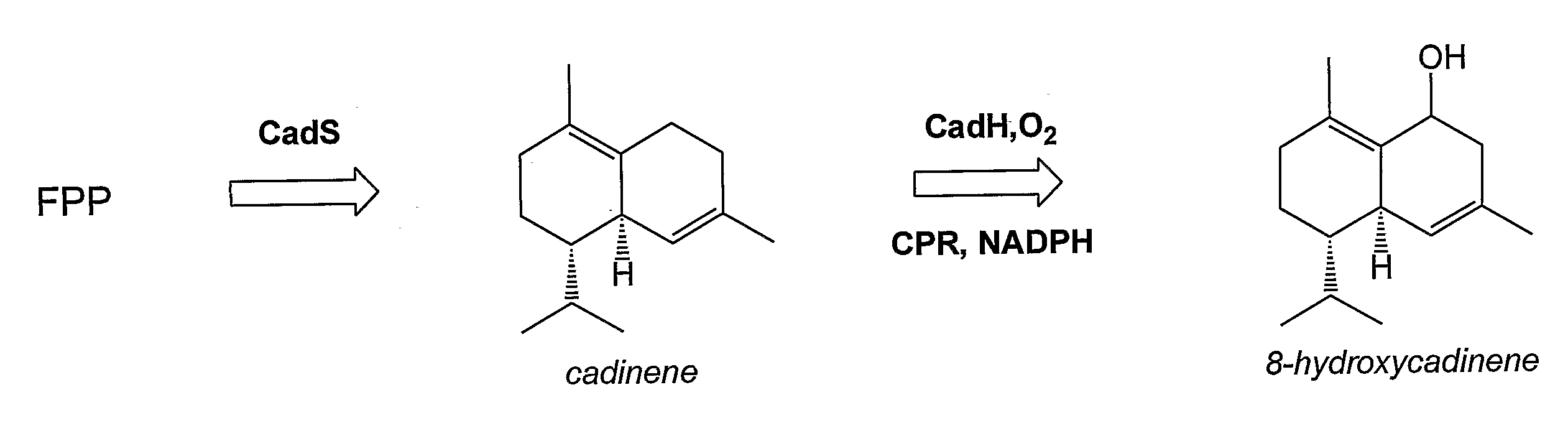 Nucleic acids encoding modified cytochrome p450 enzymes and methods of use thereof