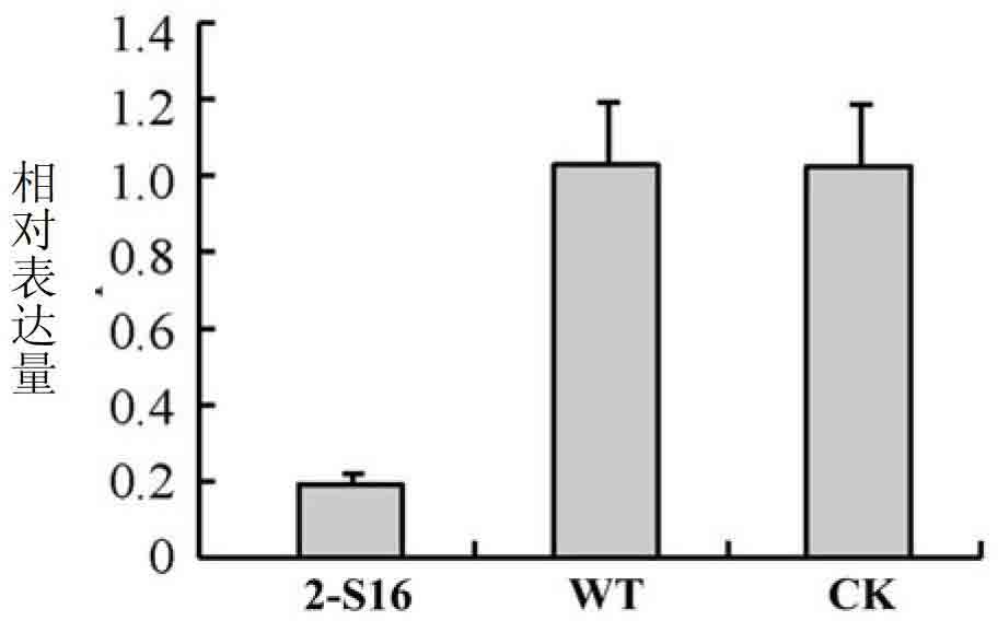 Carnitine acyl transferase PCCAT2 derived from phytophthora capsici, as well as coding gene and application thereof