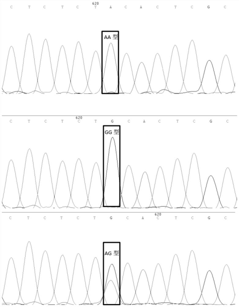 SNP marker related to Sujiang pig production traits and preparation method and application thereof