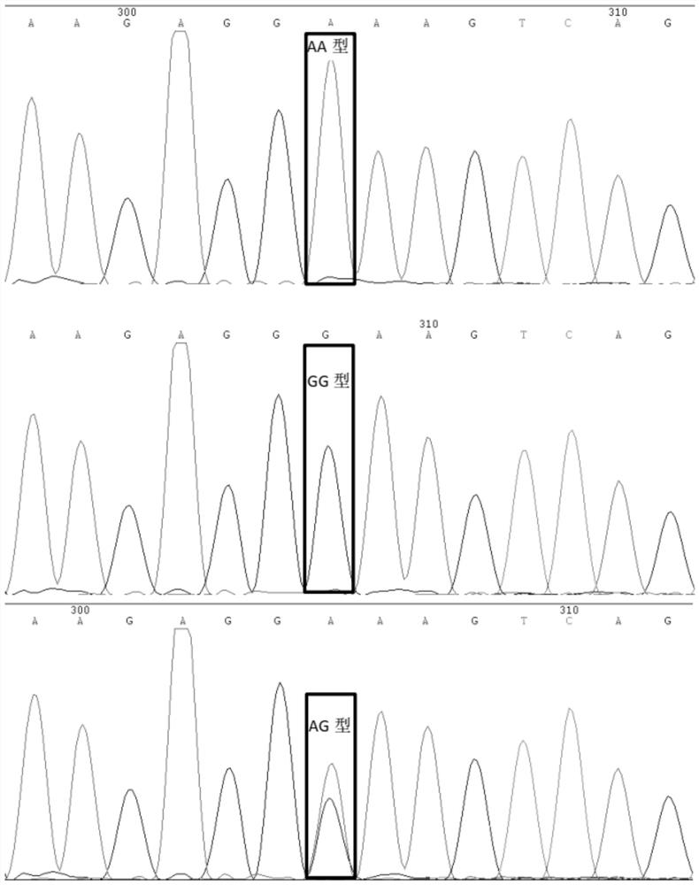 SNP marker related to Sujiang pig production traits and preparation method and application thereof