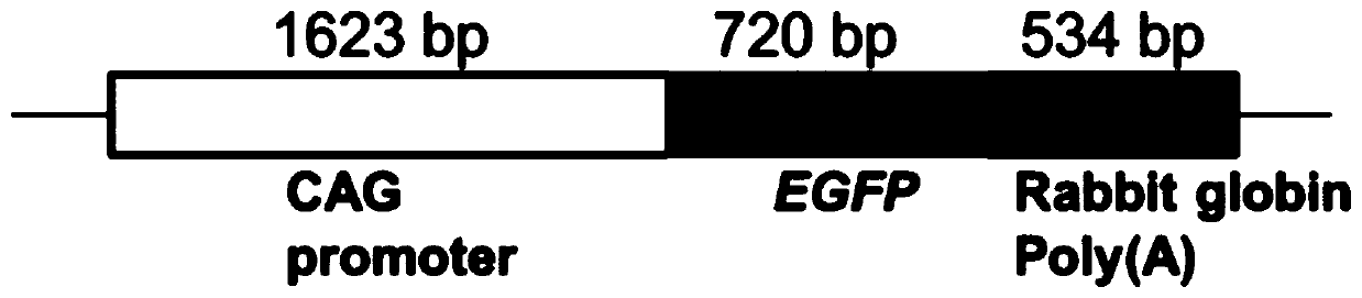 A transgenic rabbit carrying enhanced green fluorescent protein marker and its construction method