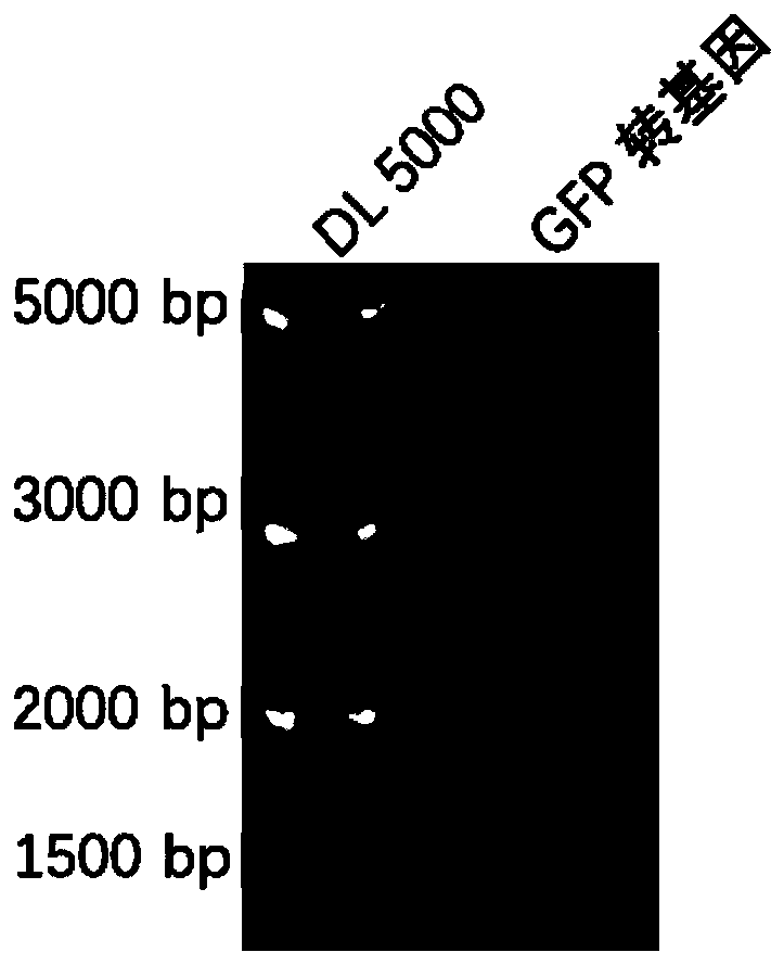 A transgenic rabbit carrying enhanced green fluorescent protein marker and its construction method