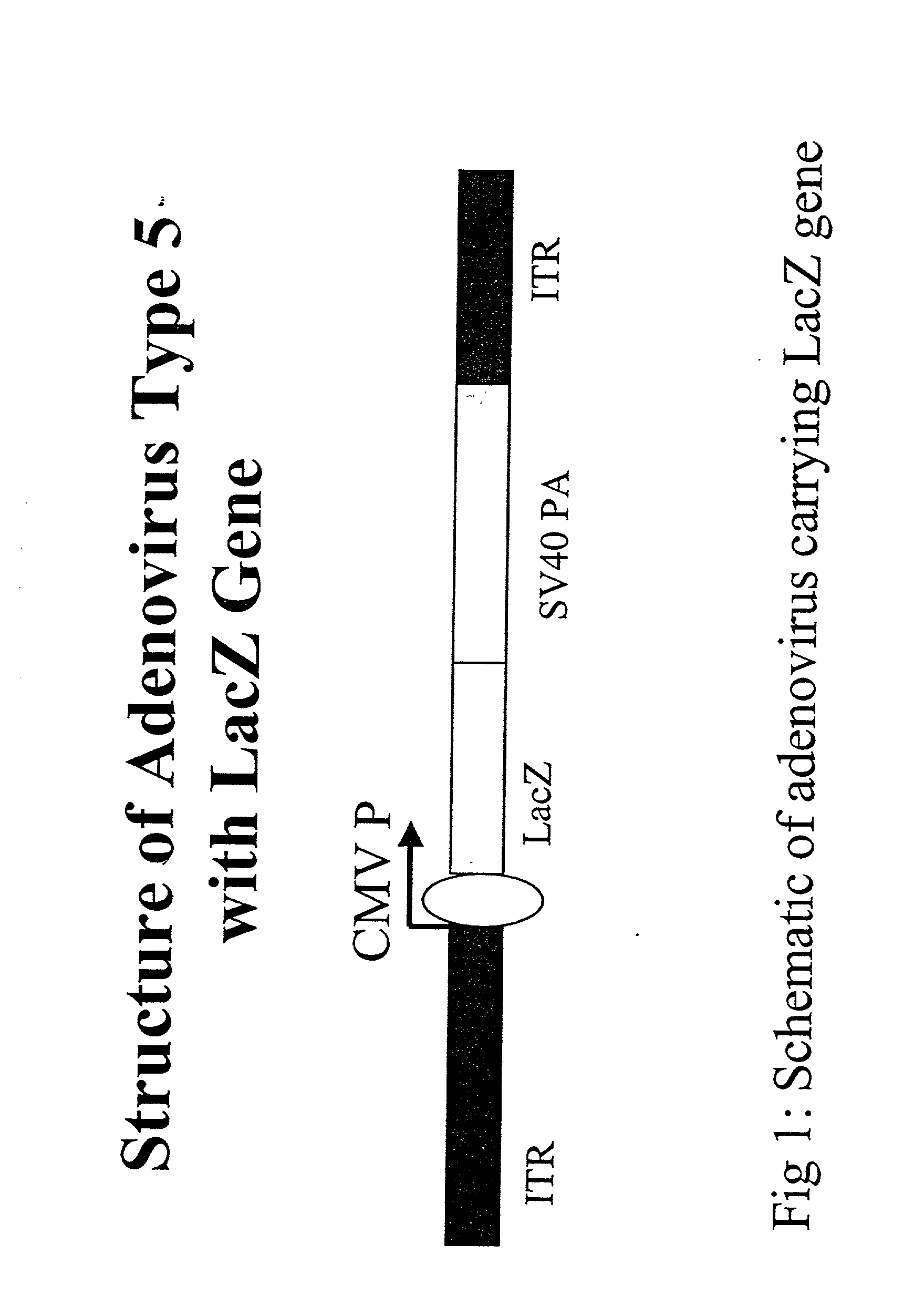 Inhibition of adenovirus replication by product R, A peptide nucleic acid immunomodulator