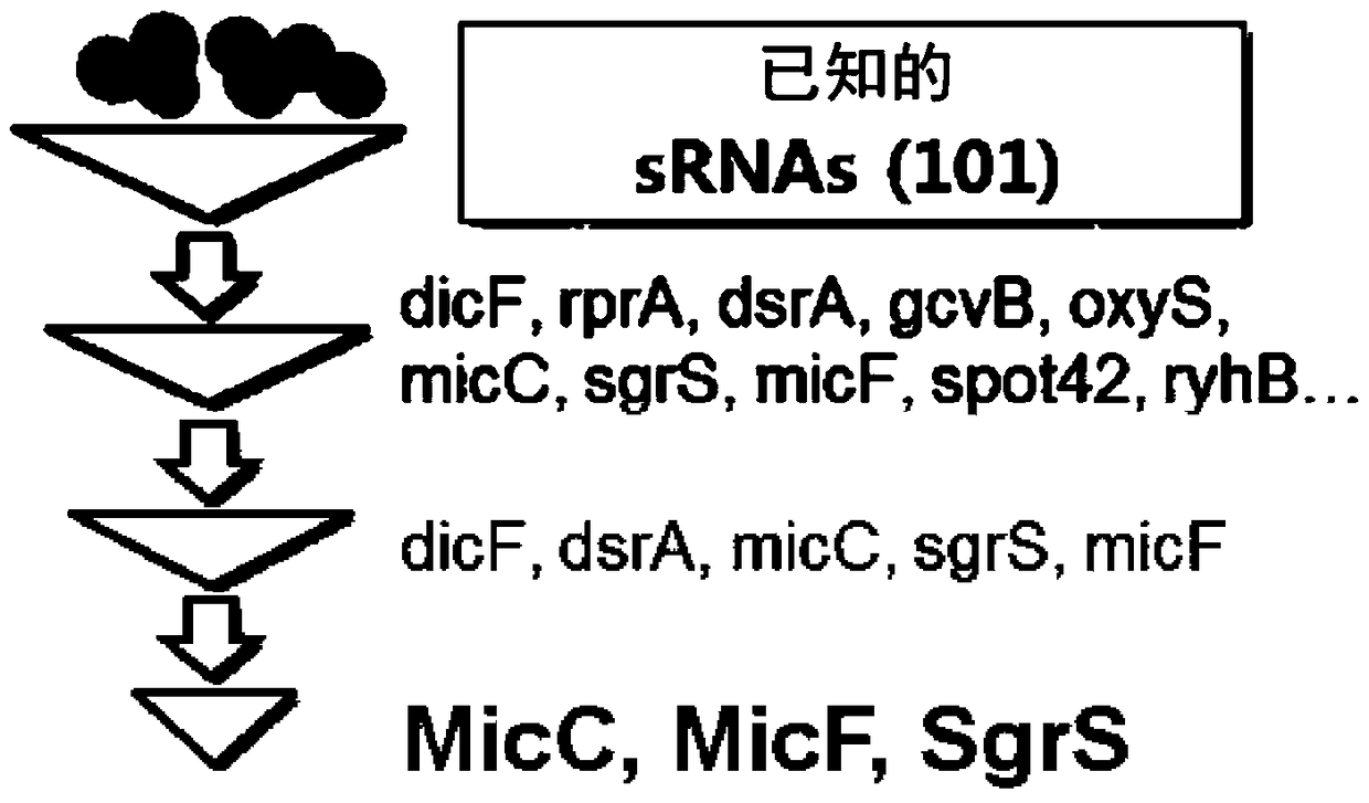 Novel synthesis-regulated sRNA and preparation method thereof