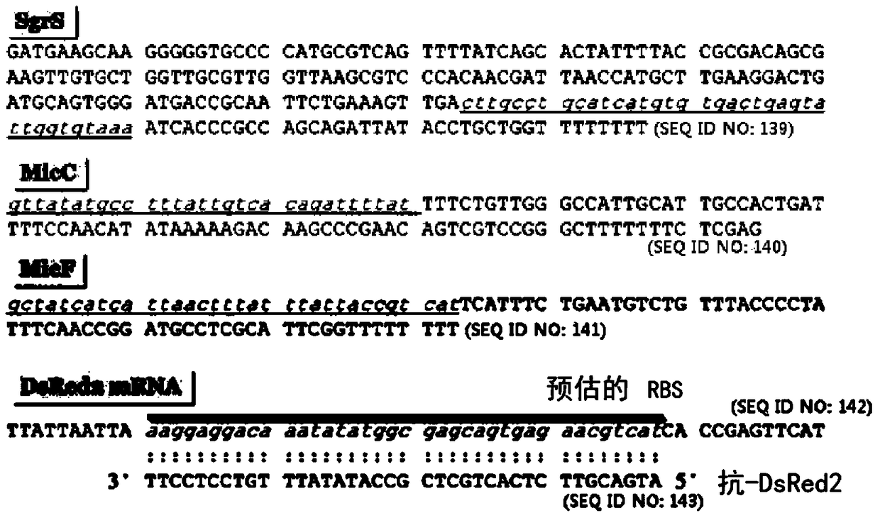 Novel synthesis-regulated sRNA and preparation method thereof