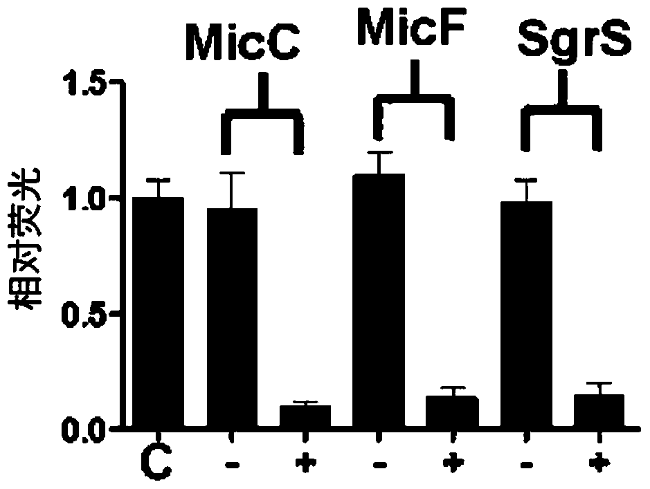 Novel synthesis-regulated sRNA and preparation method thereof