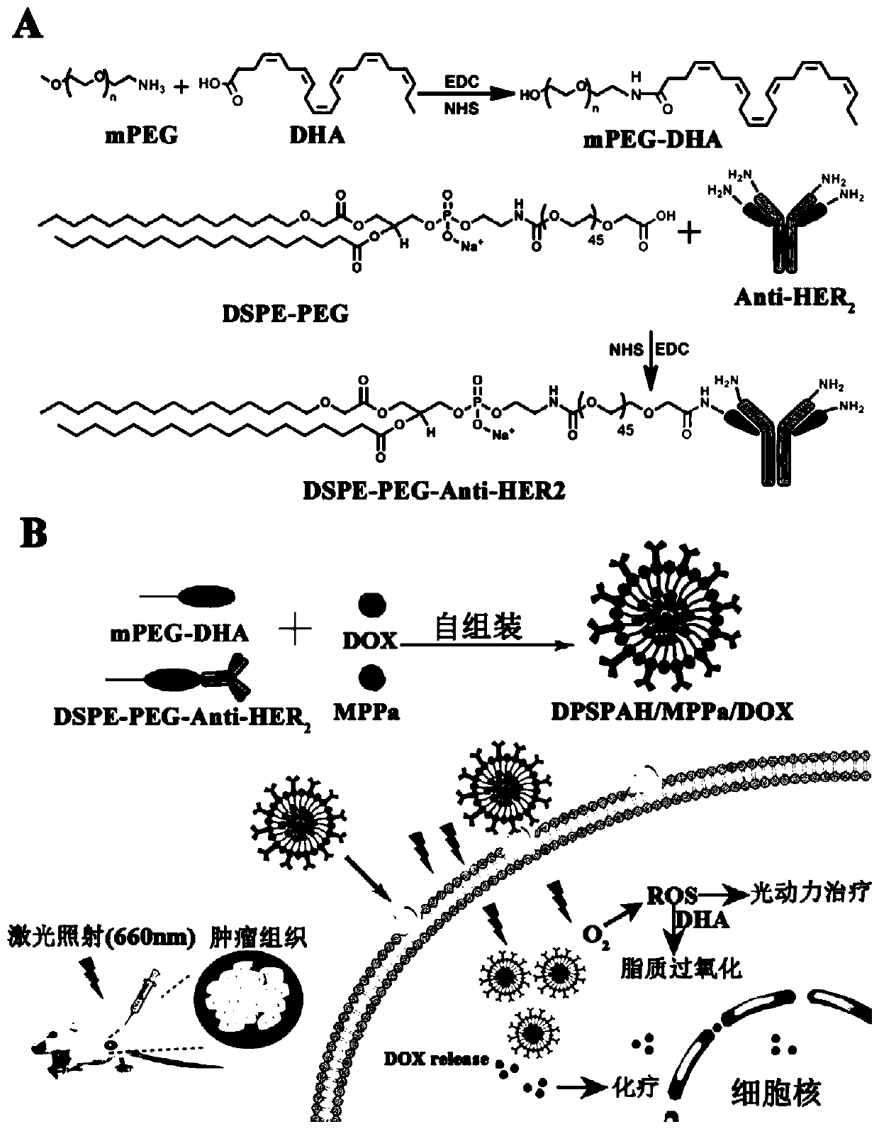 Preparation and application of tumor-targeting drug based on unsaturated fatty acid nanoparticles