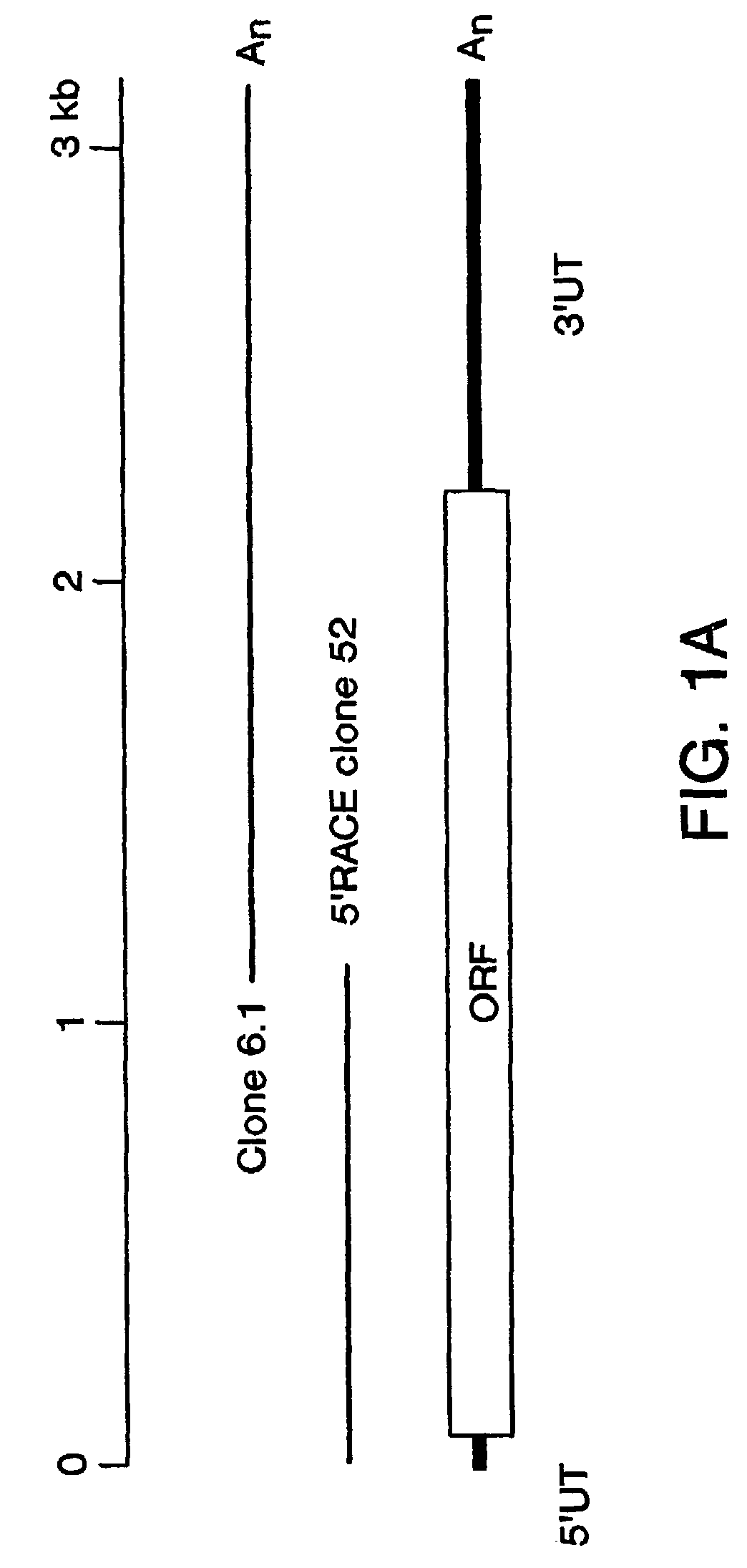 Screening process for atopic dermatitis