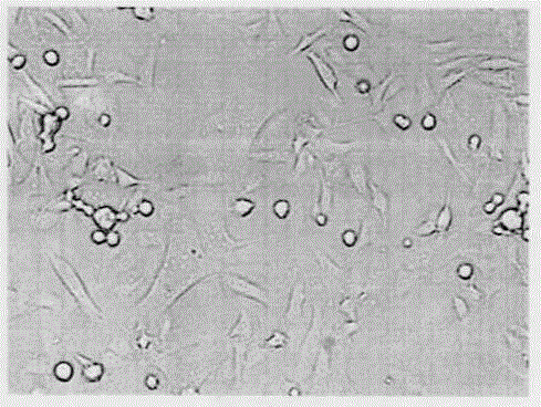 Three-dimensional cell culture medium for anti-tumor drug screening system and preparation of three-dimensional cell culture medium