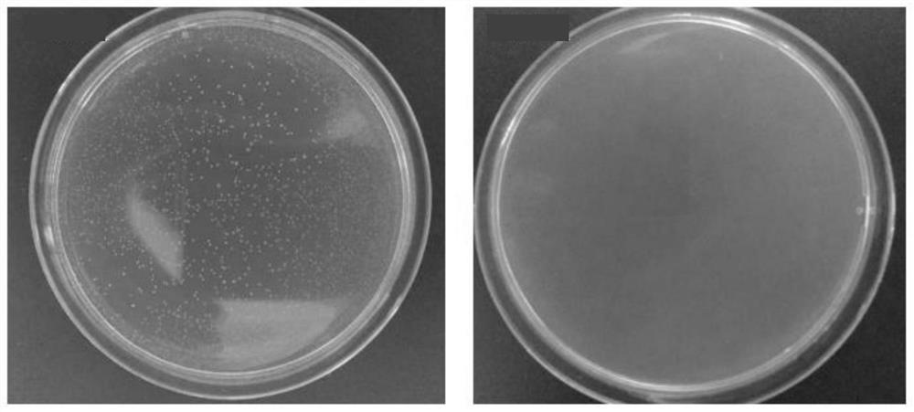 Whitening and restoring toothpaste containing bioactive glass, and preparation method of toothpaste