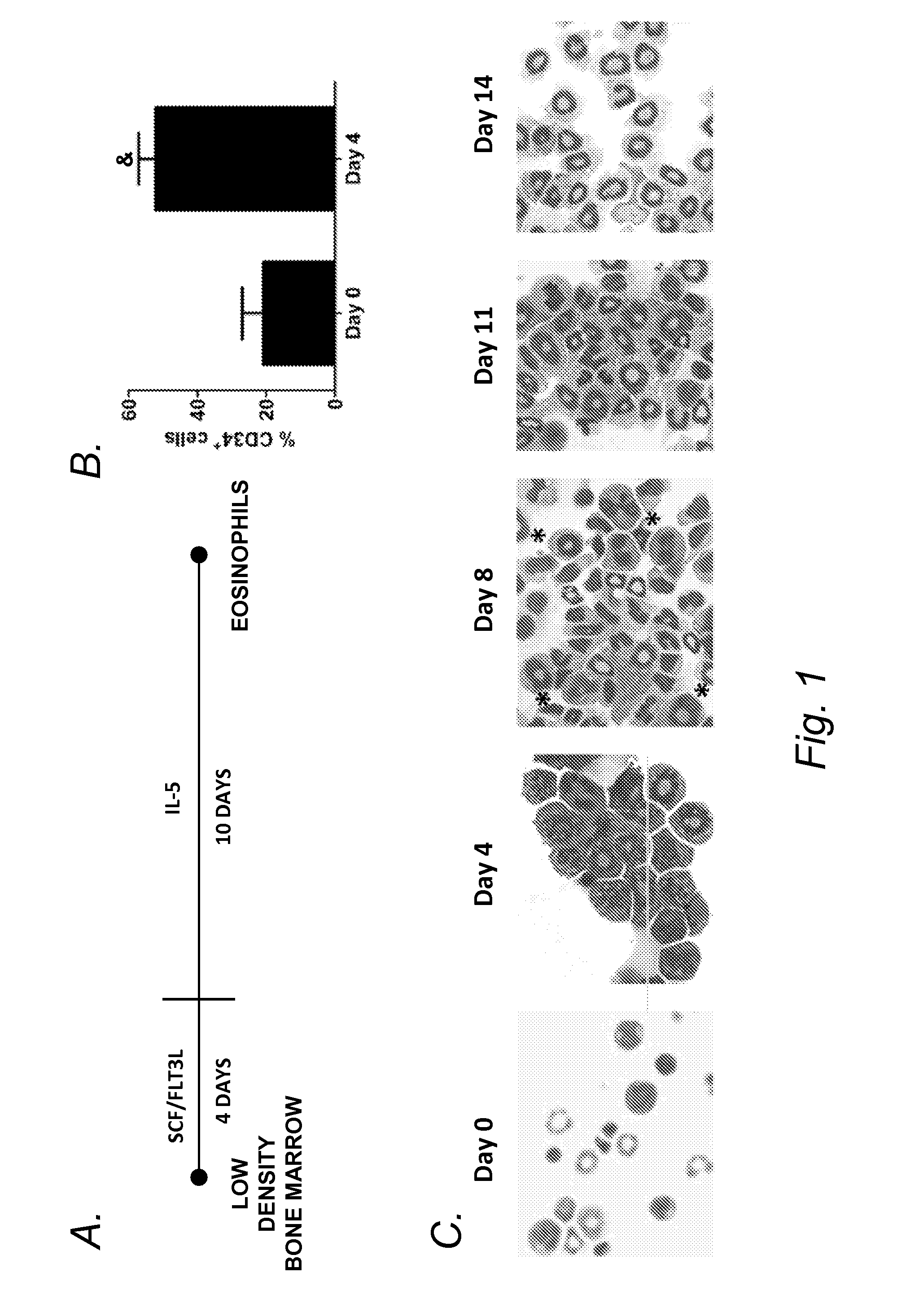 Blockade of eosinophil production by toll-like receptors