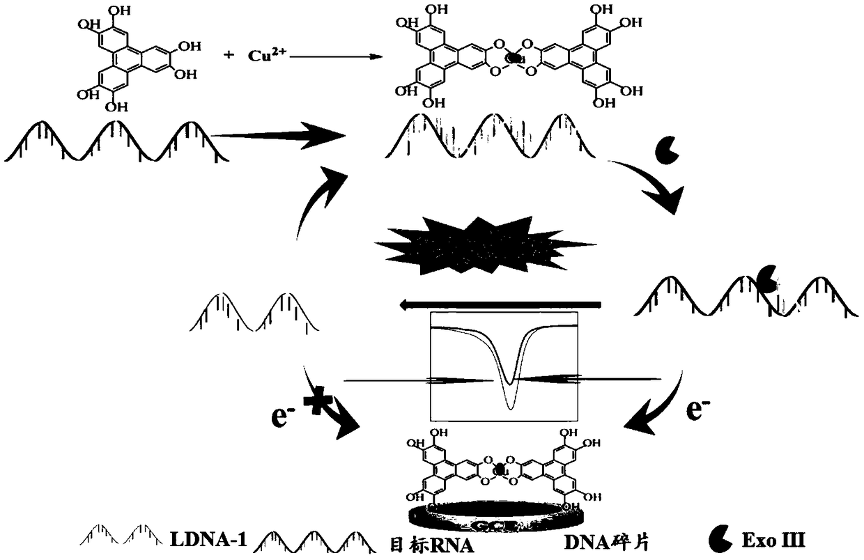 Copper-hexahydroxy triphenylene-based miRNA-21 (micro ribonucleic acid-21) electrochemical sensor and detecting method thereof