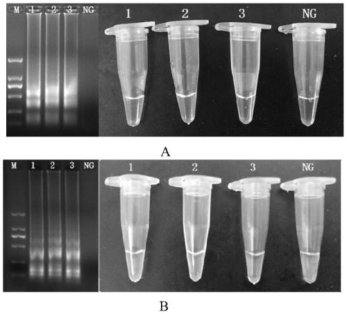 CPA primers and kit for detection of methicillin-resistant staphylococcus aureus, and detection method