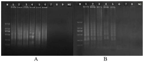 CPA primers and kit for detection of methicillin-resistant staphylococcus aureus, and detection method