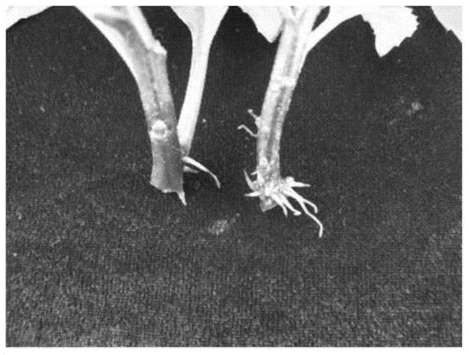 Application of melatonin in promotion of rooting and root development of gynura divaricata