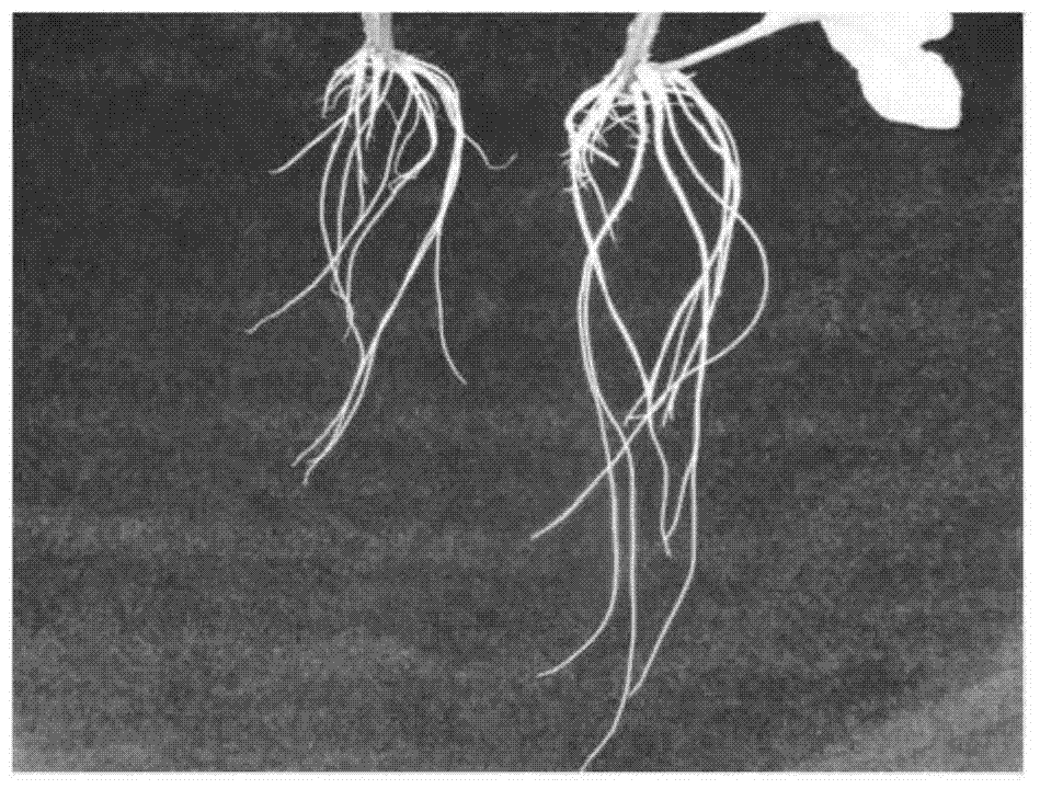 Application of melatonin in promotion of rooting and root development of gynura divaricata