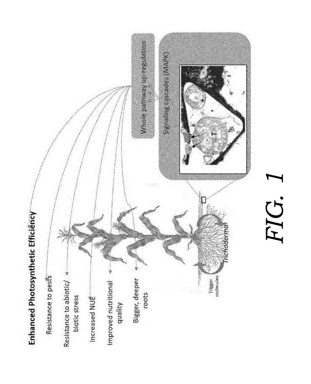 Endophytic microbial seed treatment formulations and methods related thereto for improved plant performance