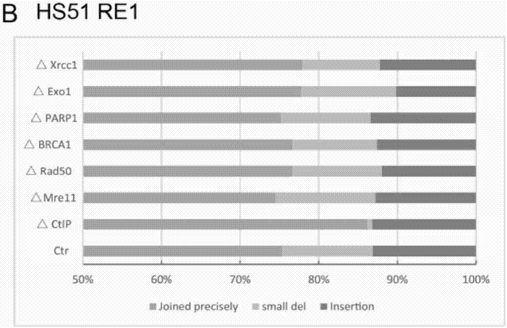 Analysis method of genomic DNA (deoxyribonucleic acid) fragment editing precision applicable to CRISPR/Cas9 (clustered regularly interspaced short palindromic repeats/CRISPR-associated nuclease 9) system, and application