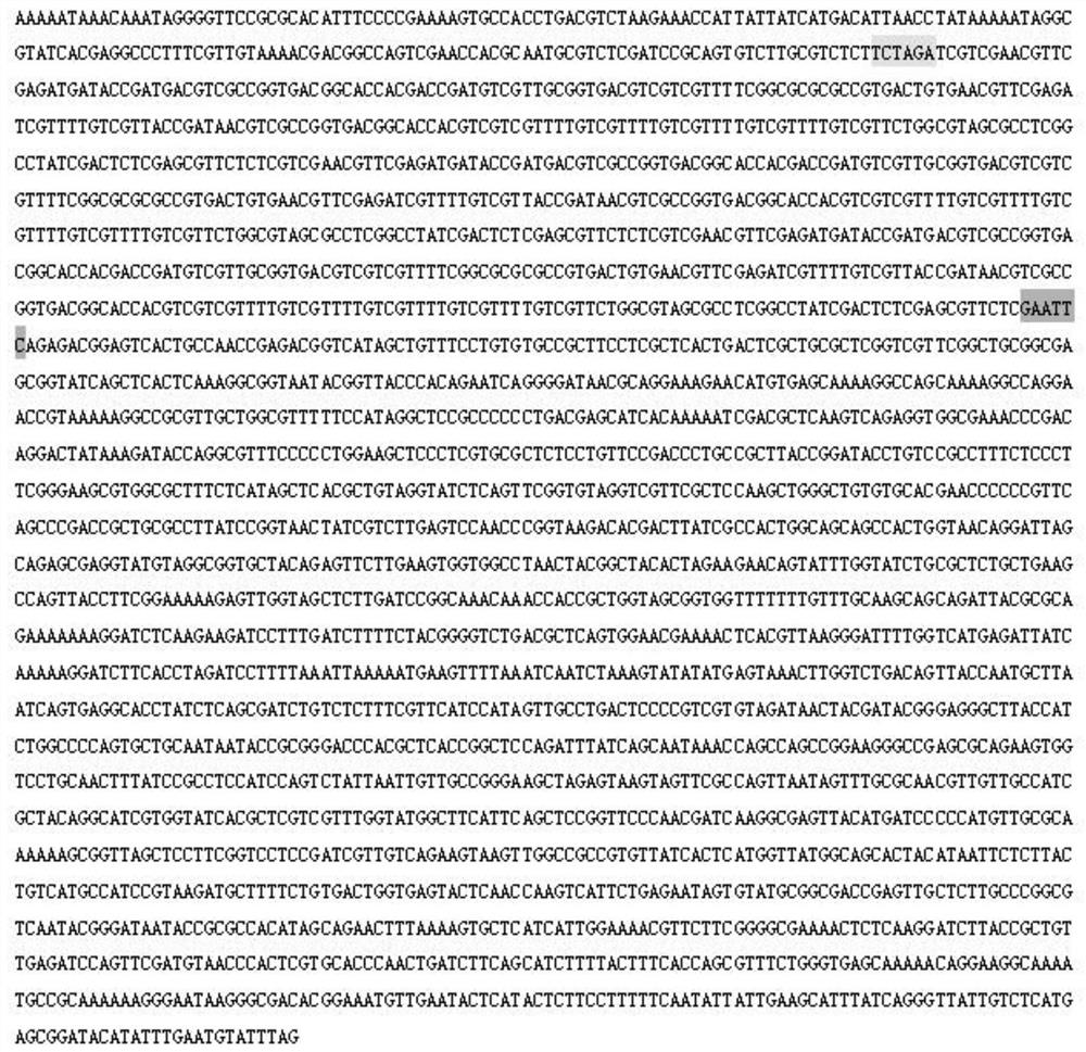 A kind of cpg-odn with specific immunostimulatory effect on prrsv and application thereof