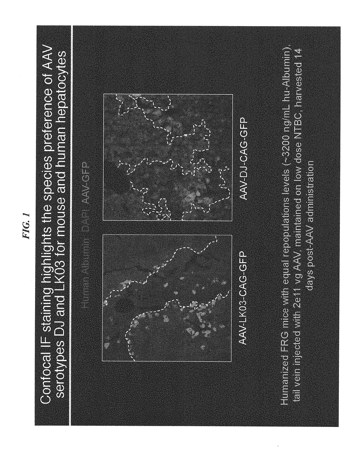 Novel recombinant adeno-associated virus capsids resistant to pre-existing human neutralizing antibodies