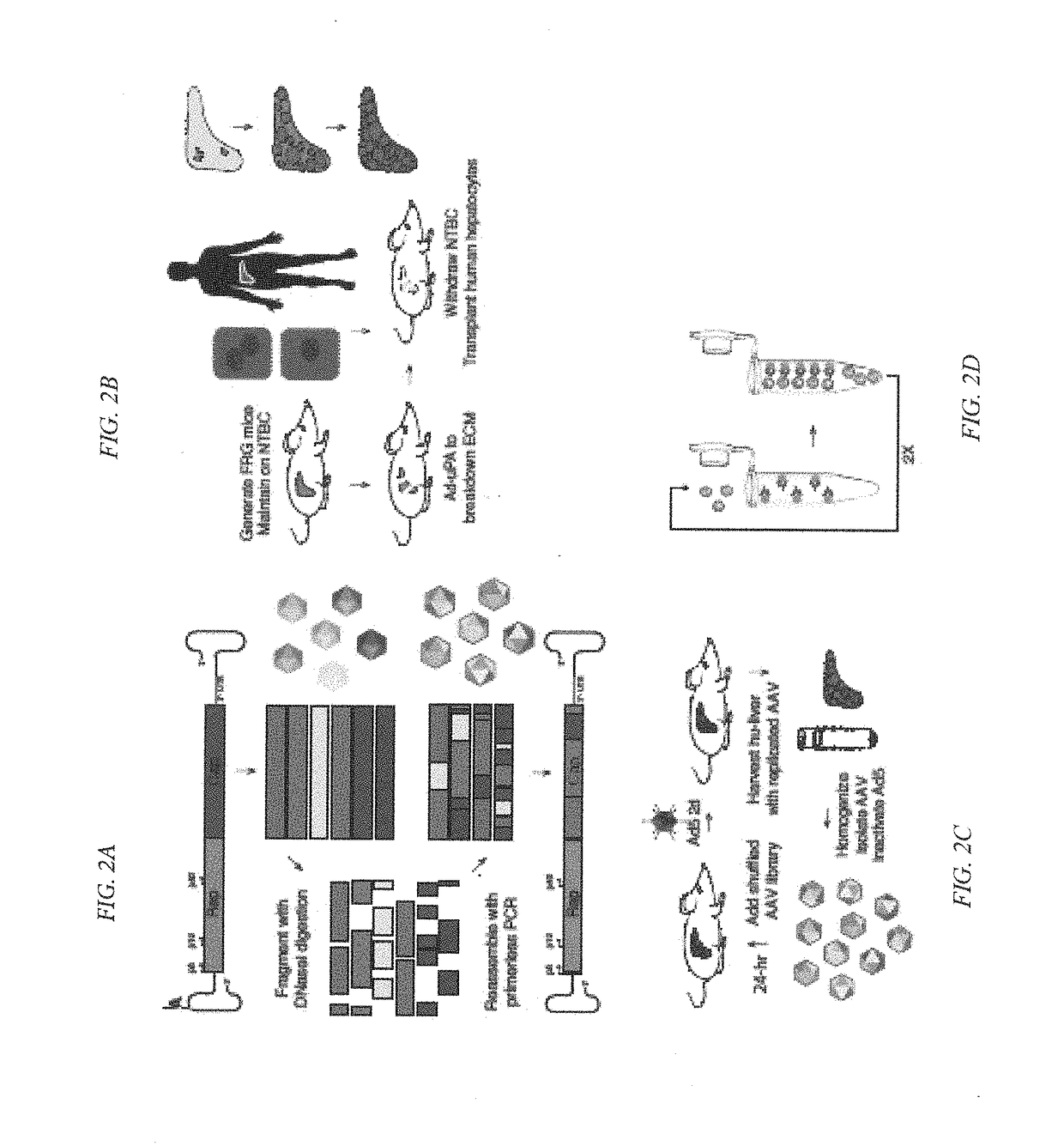 Novel recombinant adeno-associated virus capsids resistant to pre-existing human neutralizing antibodies