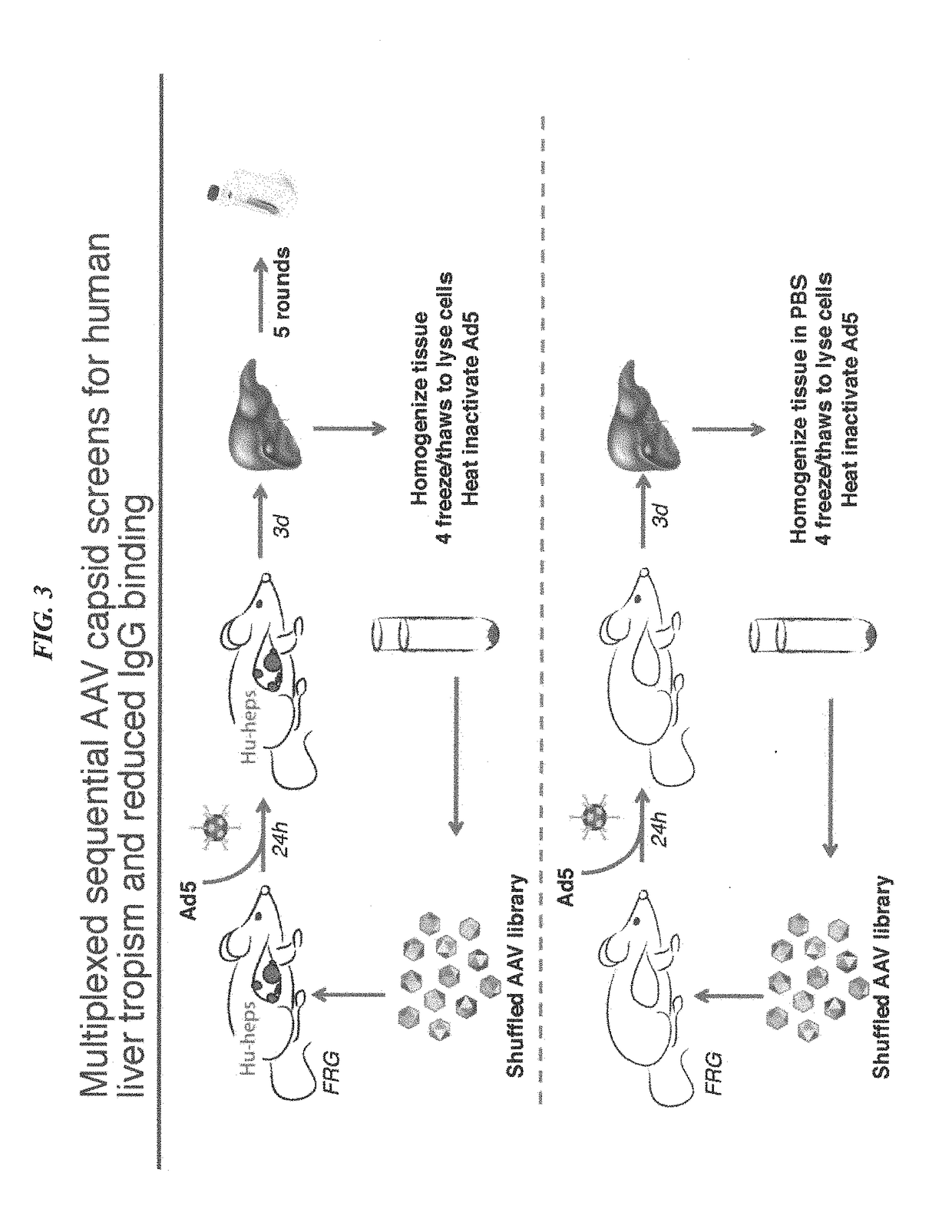 Novel recombinant adeno-associated virus capsids resistant to pre-existing human neutralizing antibodies