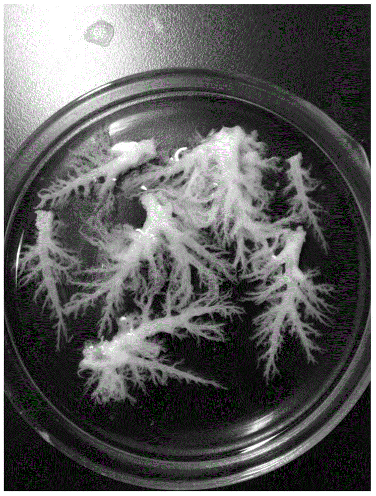 Canine primary bronchial epithelial cell and application thereof in preparation of immortalized cells