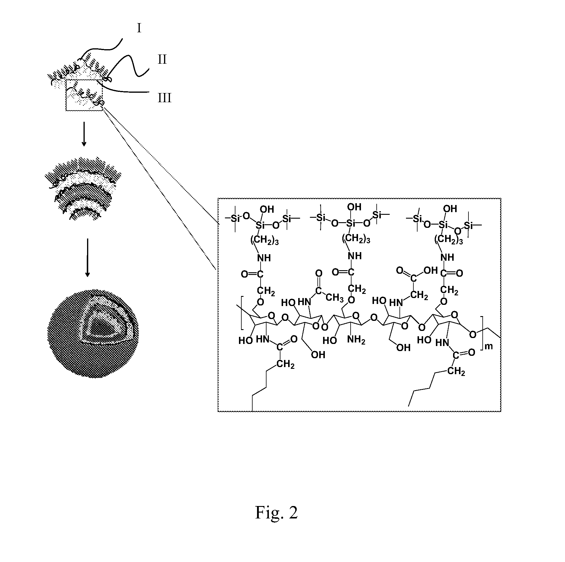 New-type chitosan-based hybrid macromolecule and a method for producing or using the macromolecule