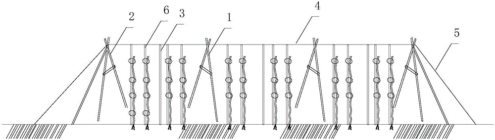 Dragon fruit row type planting rack and construction method thereof