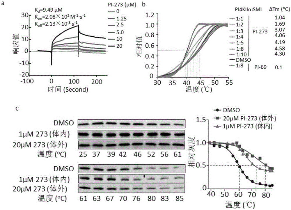 Application of phosphatidyl inositol 4-position kinase type II alpha subtype specific inhibitor PI-273