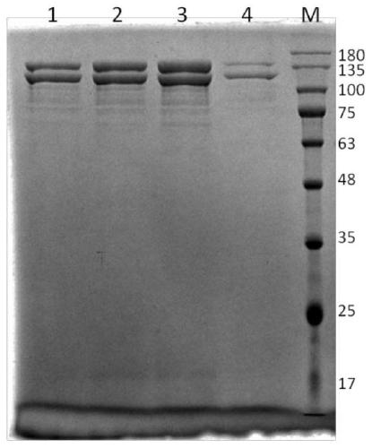 Yeast recombined human-source I-type collagen alpha1 chain protein, synthesis method and application thereof