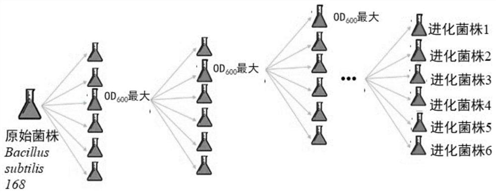 A kind of method for improving the expression of Bacillus subtilis ovalbumin