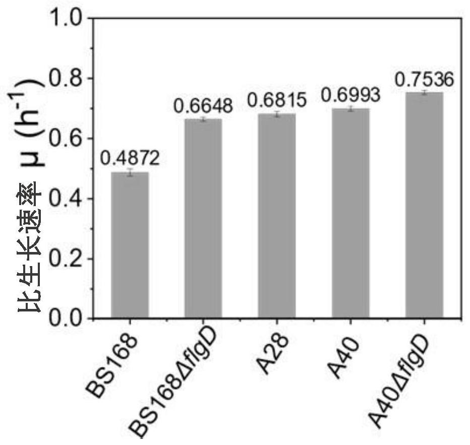 A kind of method for improving the expression of Bacillus subtilis ovalbumin