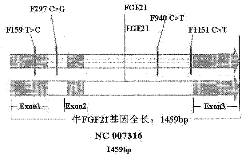 A method for detecting the single nucleotide polymorphism of cattle fgf21 gene