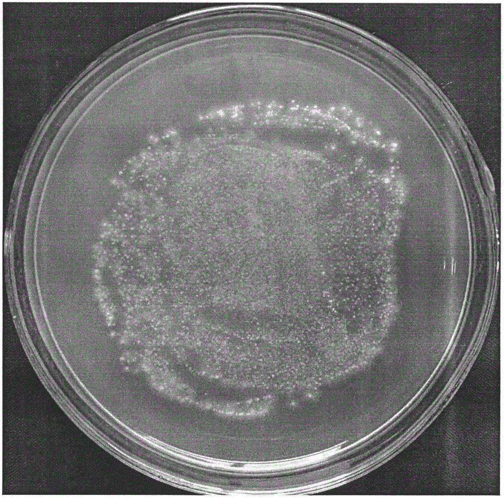 Potato culture medium suitable for ustilaginoidea virens spore production and application thereof